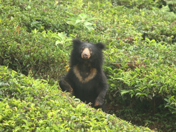 Sloth Bear in the wild