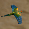 Red-fronted Macaw spreading its wings