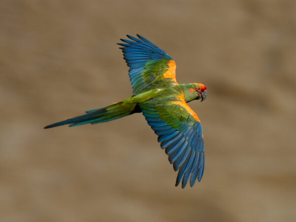 Red-fronted Macaw spreading its wings