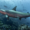 Scalloped Hammerhead Shark swimming in Costa Rica