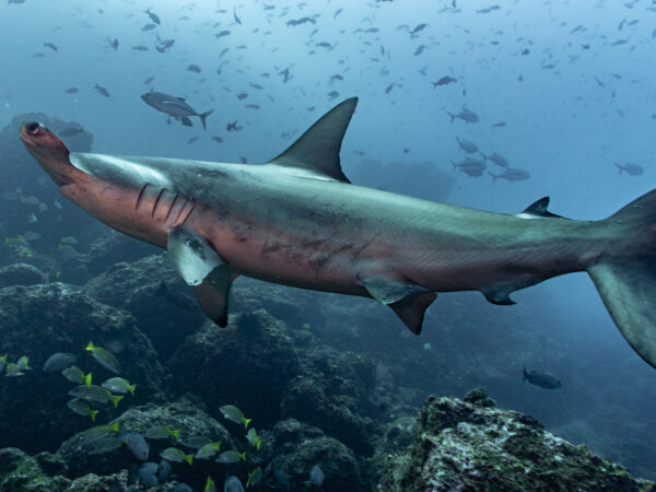 Scalloped Hammerhead Shark swimming in Costa Rica