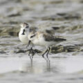 Two Spoon-billed Sandpipers at a mudflat