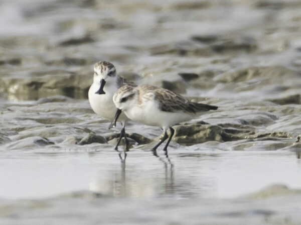 Two Spoon-billed Sandpipers at a mudflat