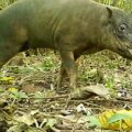 Camera trap image of a male Babirusa