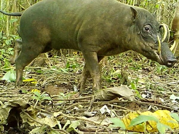 Camera trap image of a male Babirusa