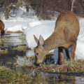 Two huemul drinking water from a frozen river