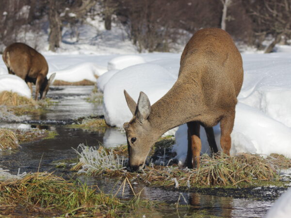 Two huemul drinking water from a frozen river