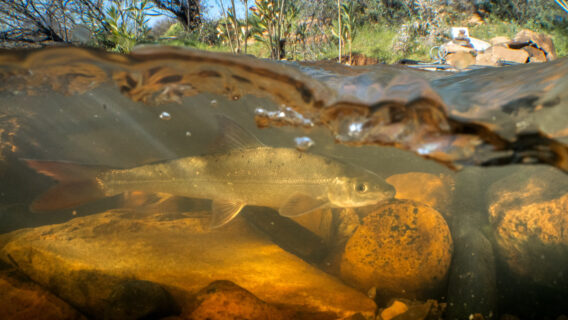 Endangered Clanwilliam sandfish in the Biedouw River