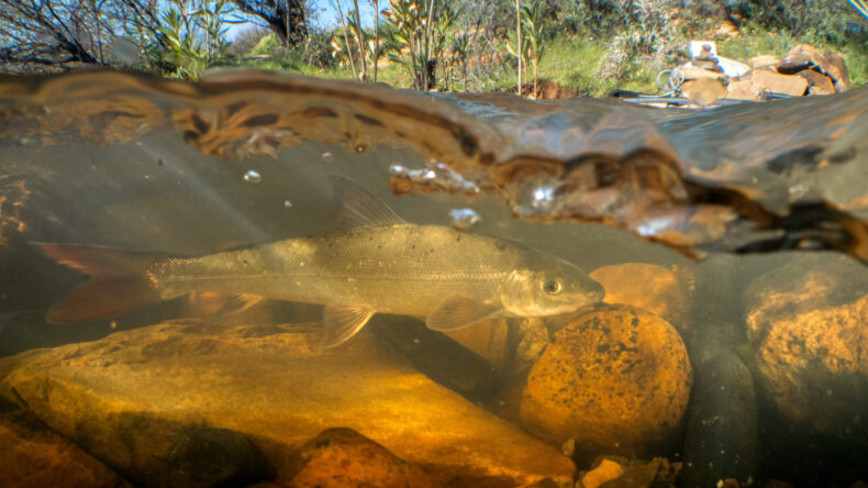 Endangered Clanwilliam sandfish in the Biedouw River