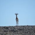 Niger-Dama-Gazelle-SaharaConservation-scaled