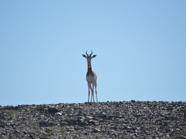 Niger-Dama-Gazelle-SaharaConservation-scaled