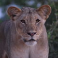 Lion Monitoring on Tembe Elephant Park