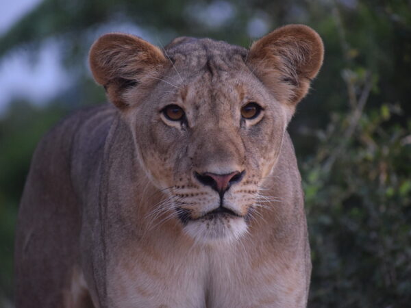 Lion Monitoring on Tembe Elephant Park