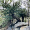 Lillie Cycad (Enchephalartos dyerianus)