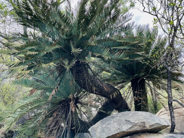 Lillie Cycad (Enchephalartos dyerianus)