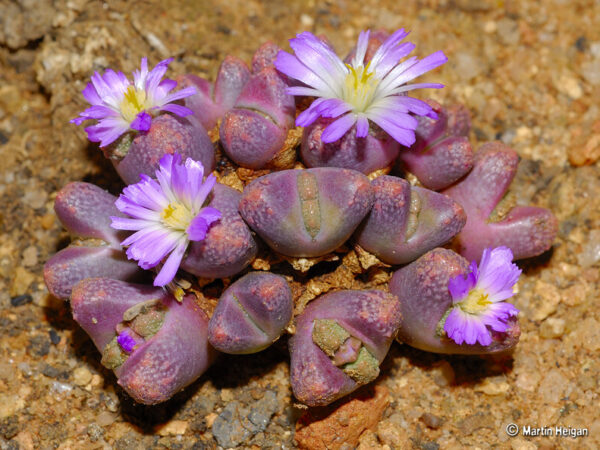 2840773692 2de6da6ac2 c