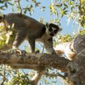 Ring-tailed lemur in the wild