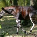Un okapi a la reserve de faunes a okapis a Epulu 2005 4389219071