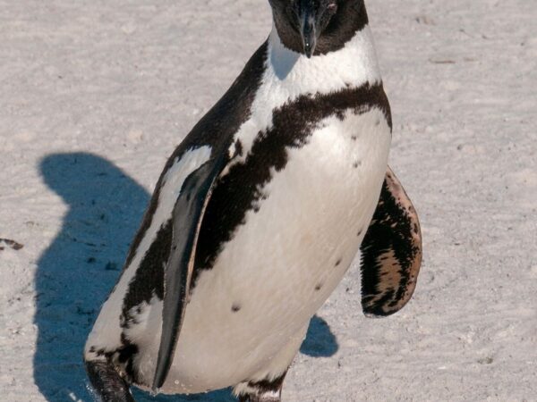 Wikimania 2018 Cape Town 1050602 crop