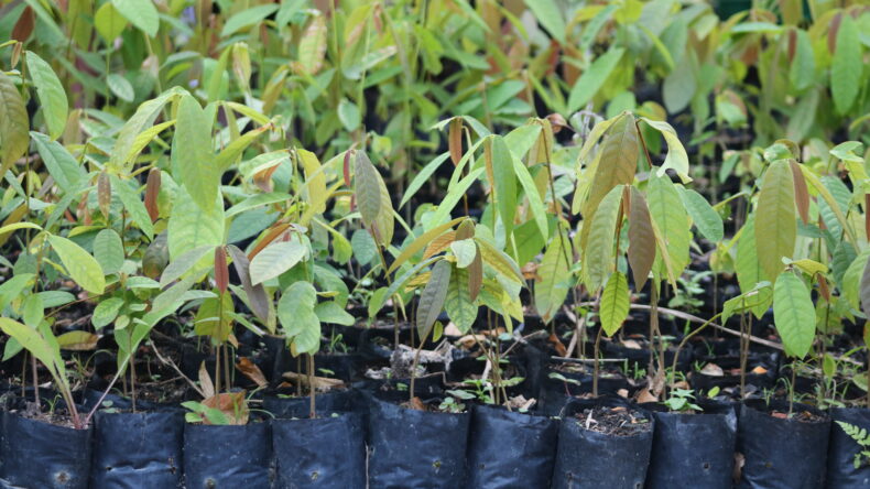 Tree seedlings in Madagascar