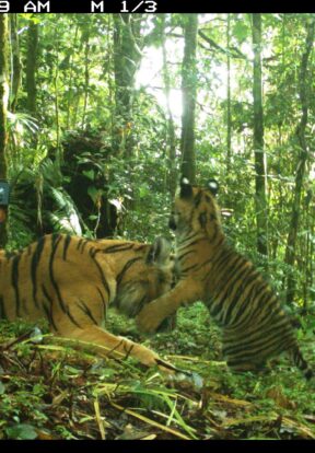 Tiger Community Delivering a scalable integrated tiger conservation and livelihood ...