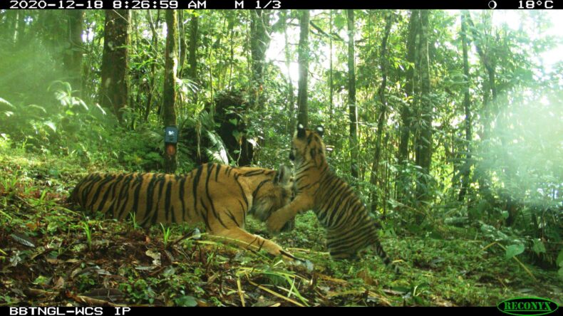 Tiger Community Delivering a scalable integrated tiger conservation and livelihood ...