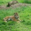 Tiger surrounded by green grass