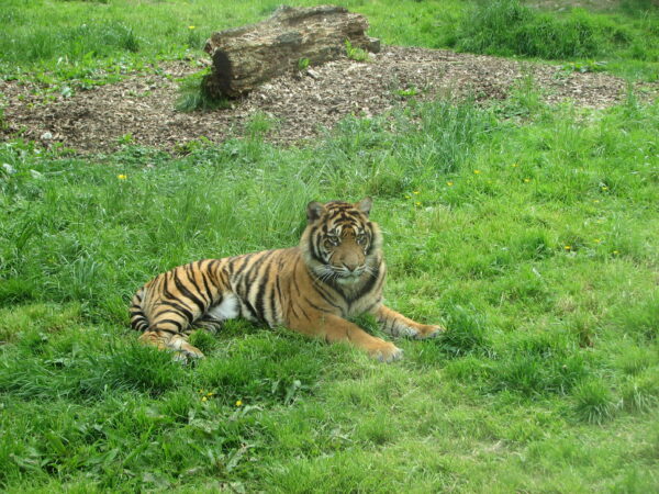 Tiger surrounded by green grass