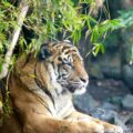 Tiger laying down in the rain under a tree