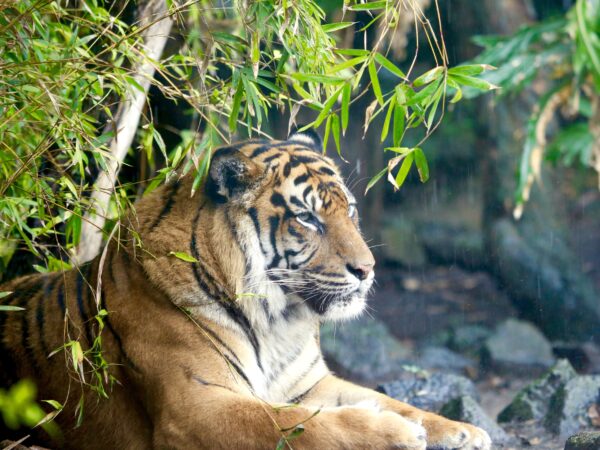 Tiger laying down in the rain under a tree