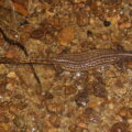 Borneo Earless Monitor (Lanthanotus borneensis)