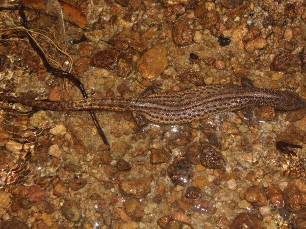 Determining Habitat and Population Characteristics of the Earless Monitor Lizard 2 Borneo Earless Monitor (Lanthanotus borneensis)