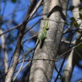 Lowland Forest Day Gecko (Phelsuma guimbeaui)