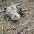 Ricord´s iguana (Cyclura ricordii)