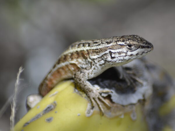 Liolaemus aparicioi Conservation: Small Protected Area Network 2 Sut`uwalla (Liolaemus aparicioi)