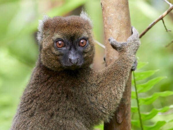 Critically Endangered greater bamboo lemur