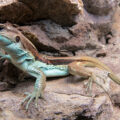 Peters’Ameiva (Holcosus orcesi)