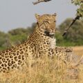 African Leopard 5