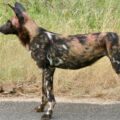 African Wild Dog Lycaon pictus 52246618778
