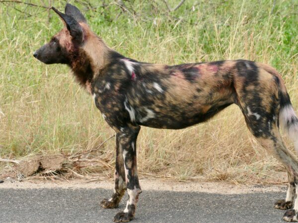 African Wild Dog Lycaon pictus 52246618778