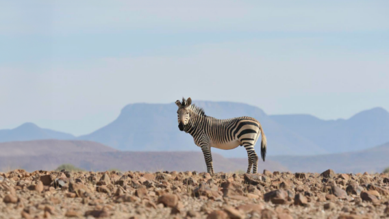 Zebra looking at the camera