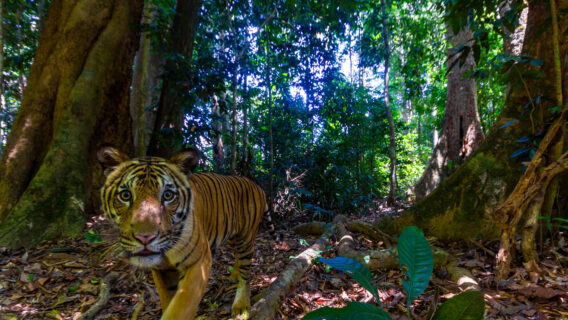 Tiger (Panthera tigris) in Royal Belum State Park, Malaysia.