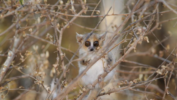 Grey Mouse Lemur in the open daylight