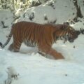 DoFPS Bhutan Tiger Camera trap7