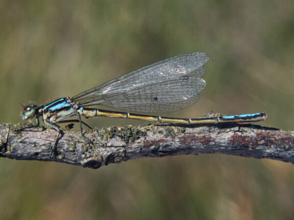 Population dynamics of two Endangered dragonfly species endemic to Colombia 2 Male Mesamphiagrion gaudiimontanum resting on a tree branch