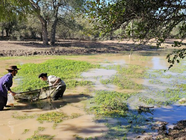 Conserving Vulnerable Chacoan Killifish in a challenging context 2 Two men taking water samples in Northwestern Argentina