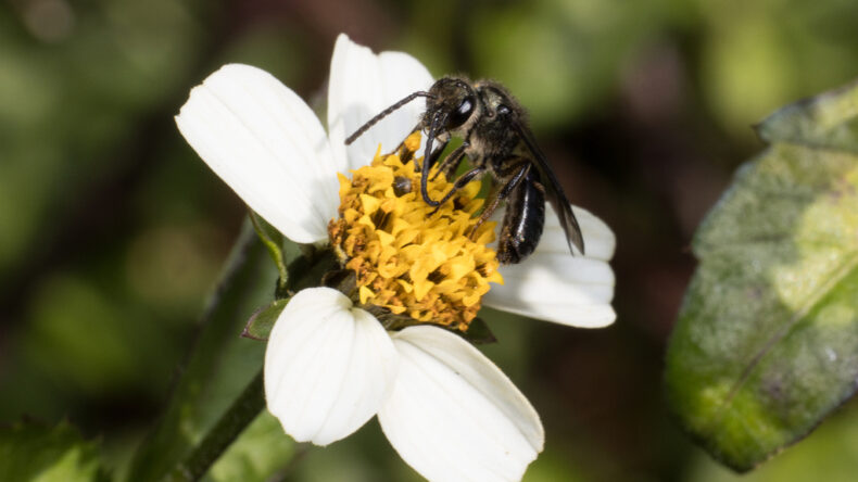 Implementing the EU Pollinators initiative: action to protect the Canary Island’s endemic pollinators 1 Canary Islands pollinator