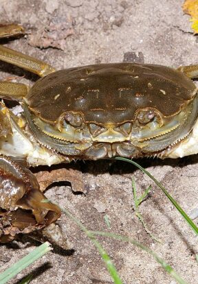 Chinese Mitten Crab Eriocheir sinensis Christian Fischer