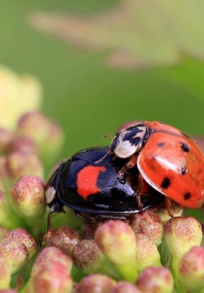 Harlequin ladybird Harmonia axyridis