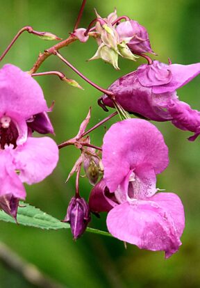 Himalayan balsam Impatiens glandulifera CC BY NC 2.0